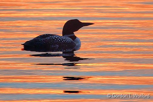 Loon At Sunset_24574.jpg - Common Loon (Gavia immer) photographed along the Rideau Canal Waterway at Kilmarnock, Ontario, Canada.